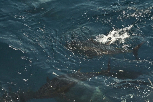 Atunes alimentandose